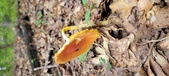 Enlarge photo 138