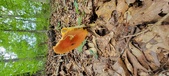 Enlarge photo 137