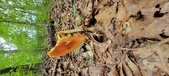 Enlarge photo 136