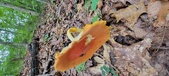 Enlarge photo 140