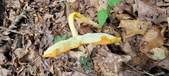 Enlarge photo 143