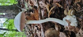 Enlarge photo 149