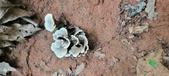 Enlarge photo 151