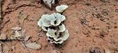 Enlarge photo 153