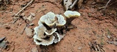 Enlarge photo 152
