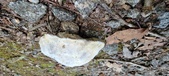 Enlarge photo 156