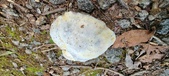 Enlarge photo 157