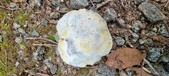 Enlarge photo 158