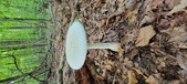 Enlarge photo 160