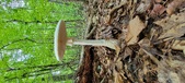 Enlarge photo 161