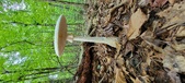 Enlarge photo 162