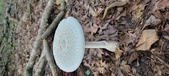Enlarge photo 164