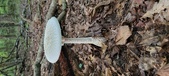 Enlarge photo 165