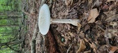 Enlarge photo 166