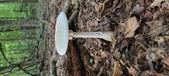 Enlarge photo 167
