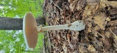 Enlarge photo 168