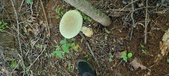 Enlarge photo 233