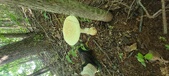 Enlarge photo 234