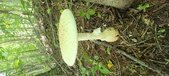 Enlarge photo 235