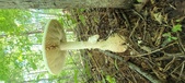 Enlarge photo 232