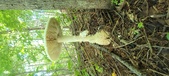 Enlarge photo 231