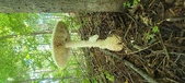 Enlarge photo 229