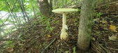 Enlarge photo 225