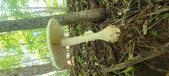 Enlarge photo 226