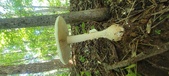 Enlarge photo 227