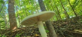 Enlarge photo 228