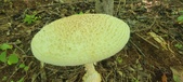 Enlarge photo 224