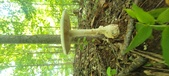 Enlarge photo 217