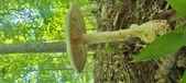 Enlarge photo 218