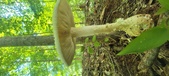 Enlarge photo 219