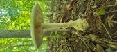 Enlarge photo 220