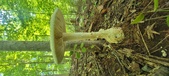 Enlarge photo 216