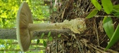 Enlarge photo 215