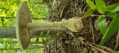 Enlarge photo 214