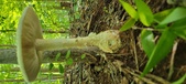 Enlarge photo 213