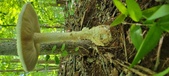 Enlarge photo 211