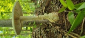 Enlarge photo 209