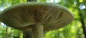 Enlarge photo 207