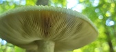 Enlarge photo 205