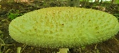 Enlarge photo 203