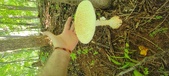 Enlarge photo 200