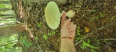 Enlarge photo 199