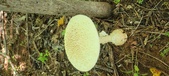 Enlarge photo 198