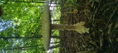 Enlarge photo 196