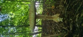 Enlarge photo 195