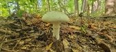Enlarge photo 189